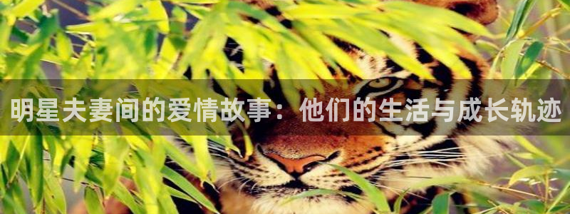 新城平台：明星夫妻间的爱情故事：他们的生活与成长轨迹